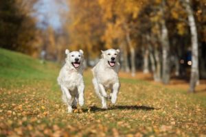 around the clock dog care