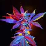 cbd flower