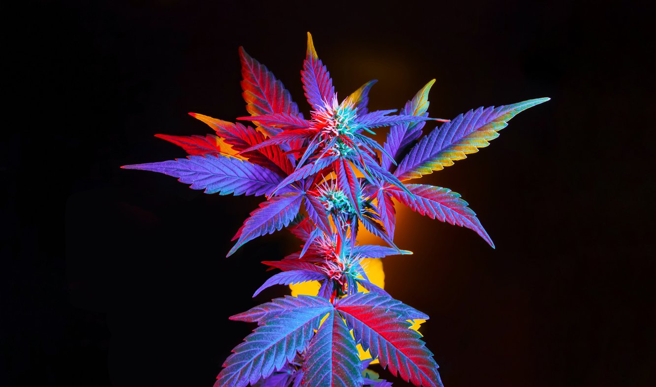cbd flower